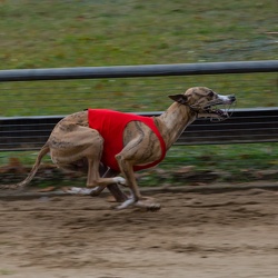 Windhunde Zehlendorf 2021